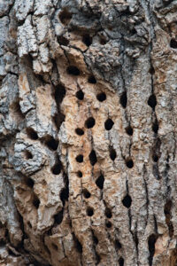 woodpecker holes