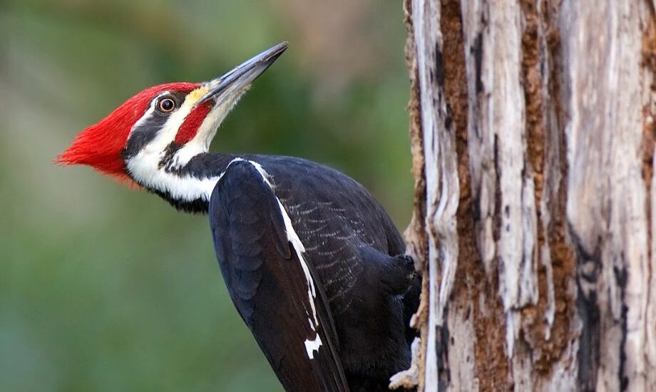 woodpecker