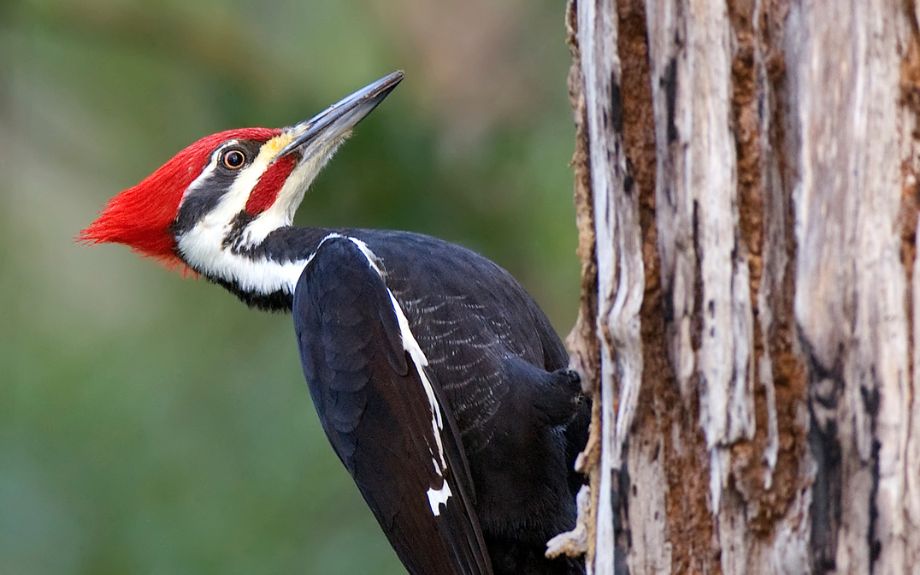 woodpecker