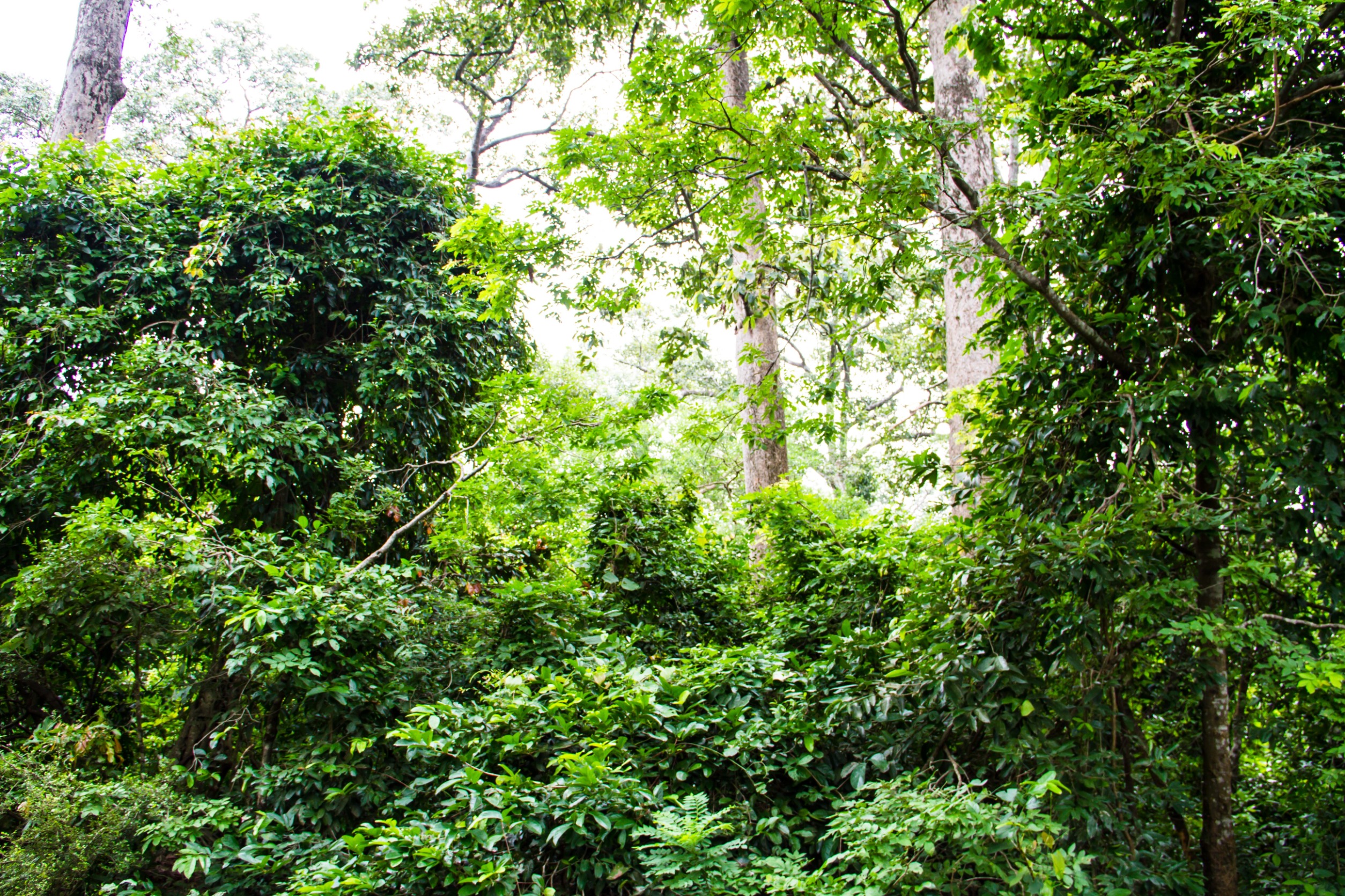 rainforest