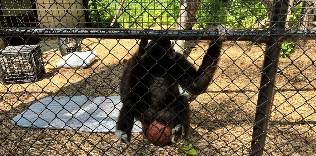 monkey sitting on a basketball