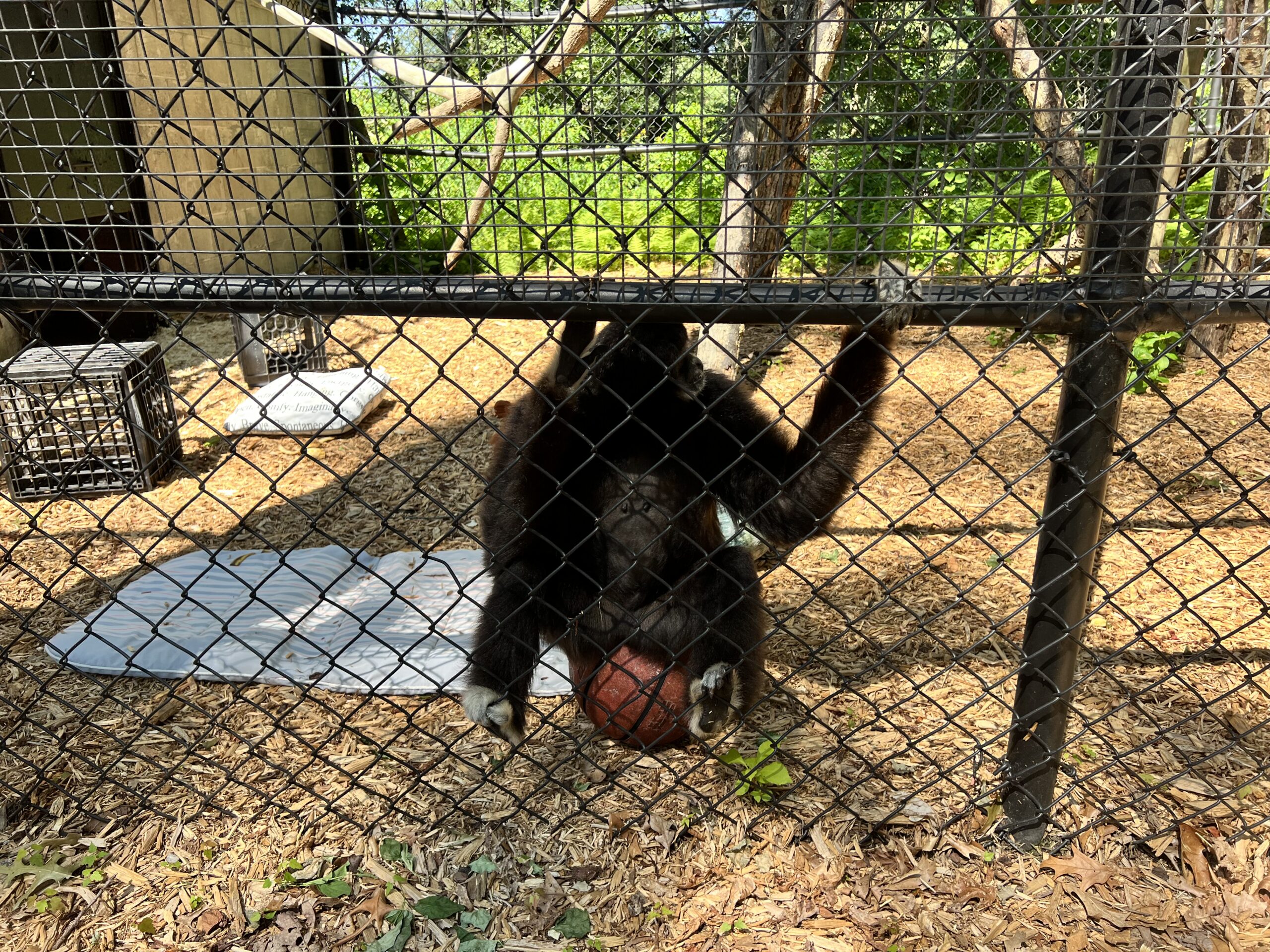 monkey sitting on a basketball