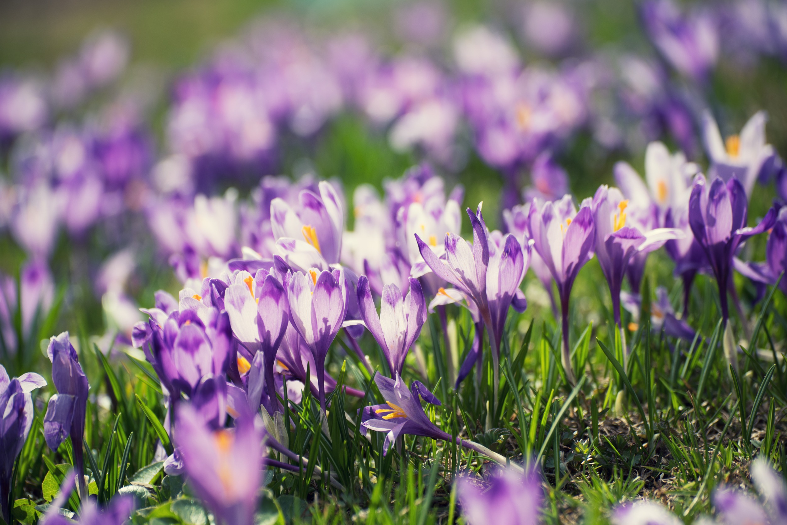 spring flowers