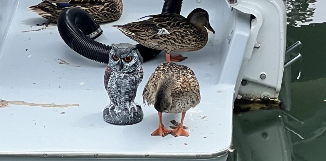 ducks