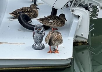 ducks