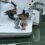 Why Salespeople Need to be More Like Ducks, Less Like Owls